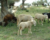 /album/ovejas-leonesas/ovejas-merinas-jpg1/